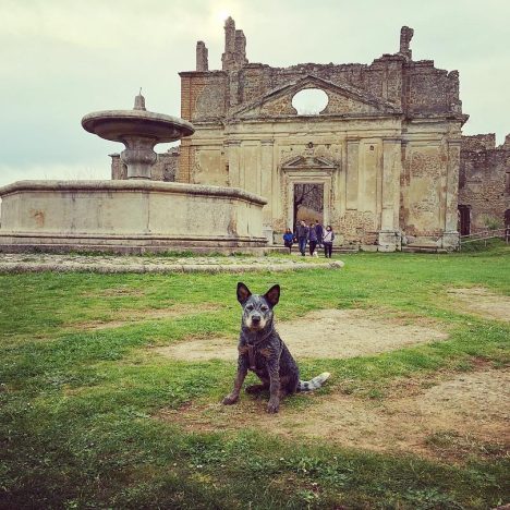 IL BOSCO DI MACCHIA GRANDE (Manziana)